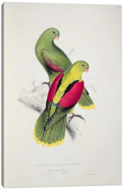 Crimson-Winged Parakeet  Canvas Art Print