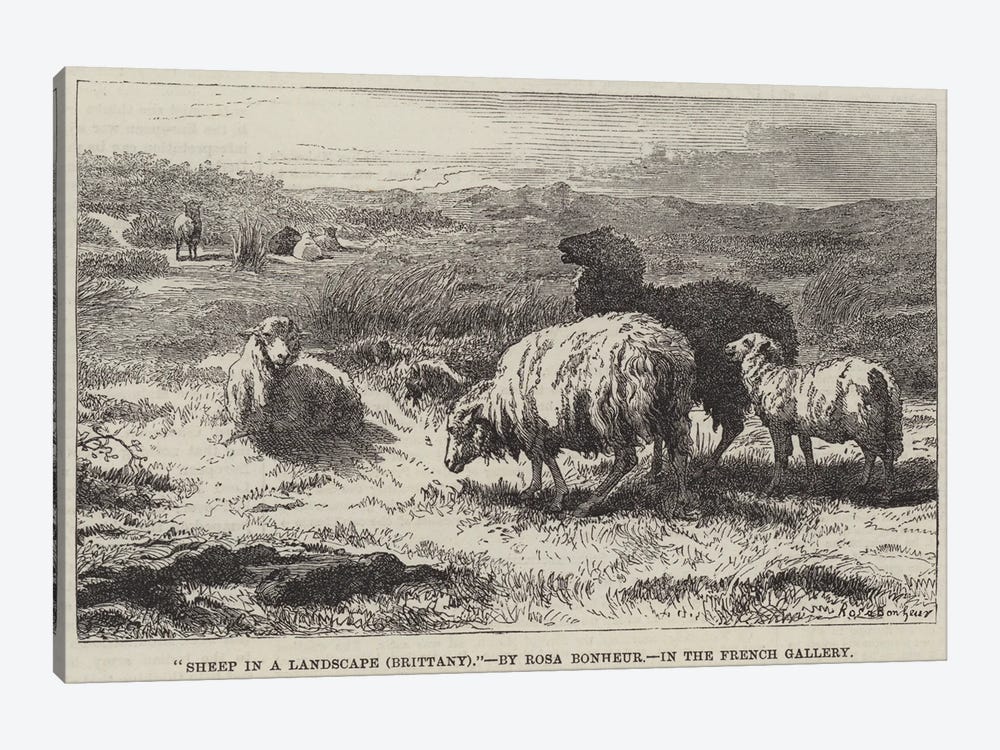 Sheep In A Landscape, Brittany (Illustration For The Illustrated London News), 23 April 1859 1-piece Canvas Art Print