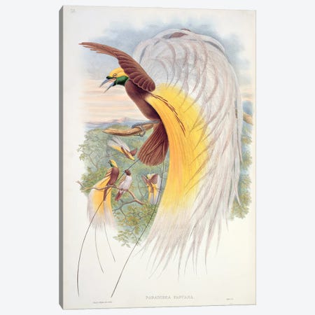 Bird of Paradise, from 'Birds of New Guinea'  Canvas Print #BMN755} by John Gould Canvas Art Print