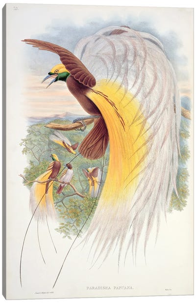 Bird of Paradise, from 'Birds of New Guinea'  Canvas Art Print