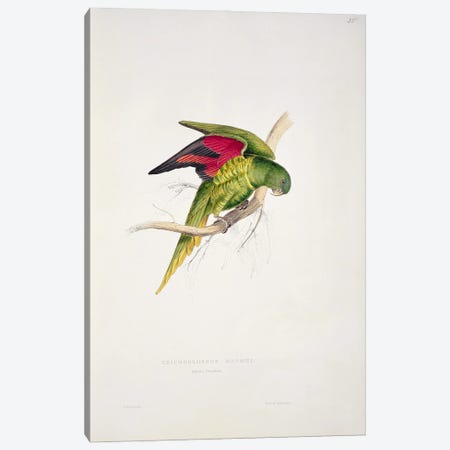 Maton's Parakeet  Canvas Print #BMN756} by Edward Lear Canvas Print