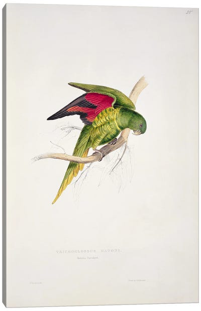 Maton's Parakeet  Canvas Art Print