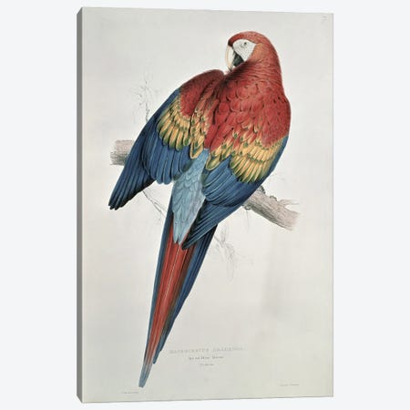 Red and Yellow Macaw  Canvas Print #BMN757} by Edward Lear Art Print