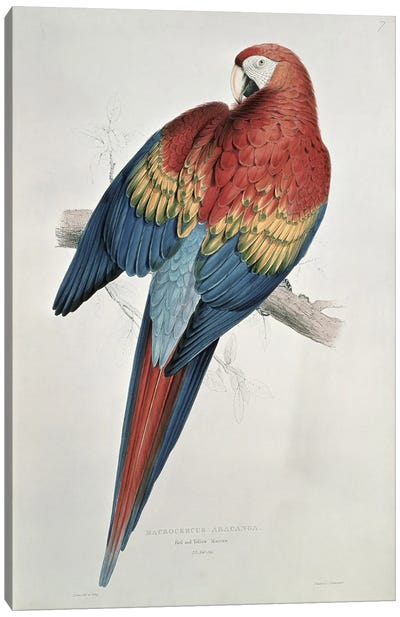 Red and Yellow Macaw  Canvas Art Print