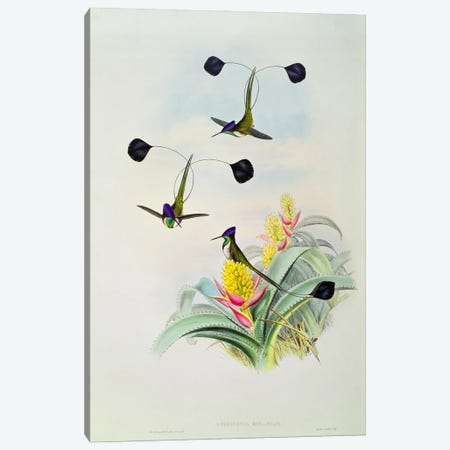 Hummingbird, engraved by Walter and Cohn  Canvas Print #BMN758} by John Gould Canvas Art