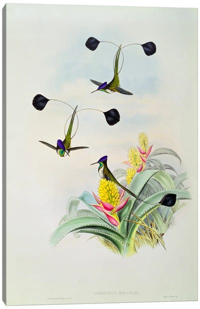 Hummingbird, engraved by Walter and Cohn  Canvas Art Print