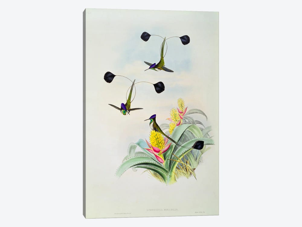 Hummingbird, engraved by Walter and Cohn  by John Gould 1-piece Canvas Art Print