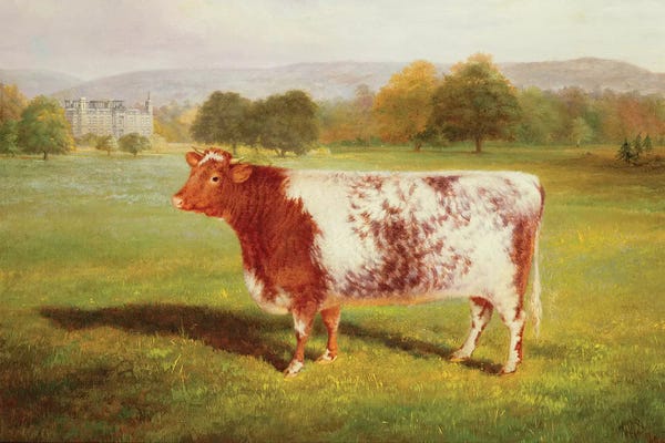 Portrait of a Shorthorn, 19th century