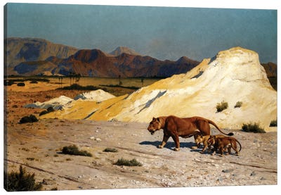 Lioness And Cubs; Lionne et Lioceaux Canvas Art Print