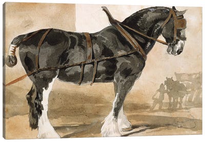 Harnessed black horse Canvas Art Print