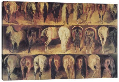 Horses' Hindquarters  Canvas Art Print
