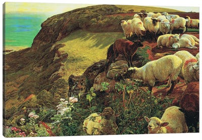 Strayed sheep Canvas Art Print