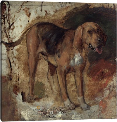 Study of a Bloodhound, 1848 Canvas Art Print - Bloodhounds