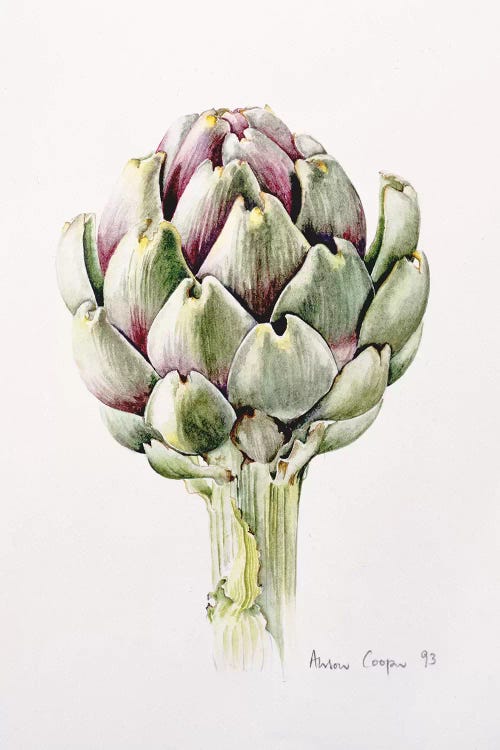 Artichoke Study, 1993 