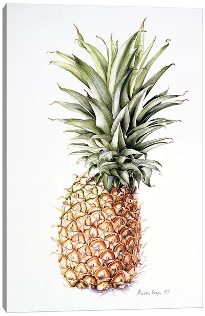 Pineapple, 1997  Canvas Art Print - Fruit Art