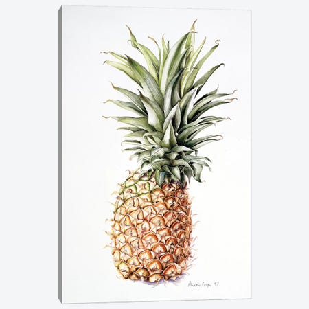 Pineapple, 1997  Canvas Print #BMN8355} by Alison Cooper Canvas Print