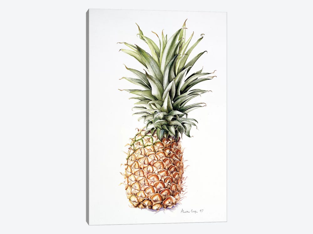 Pineapple, 1997  by Alison Cooper 1-piece Canvas Artwork