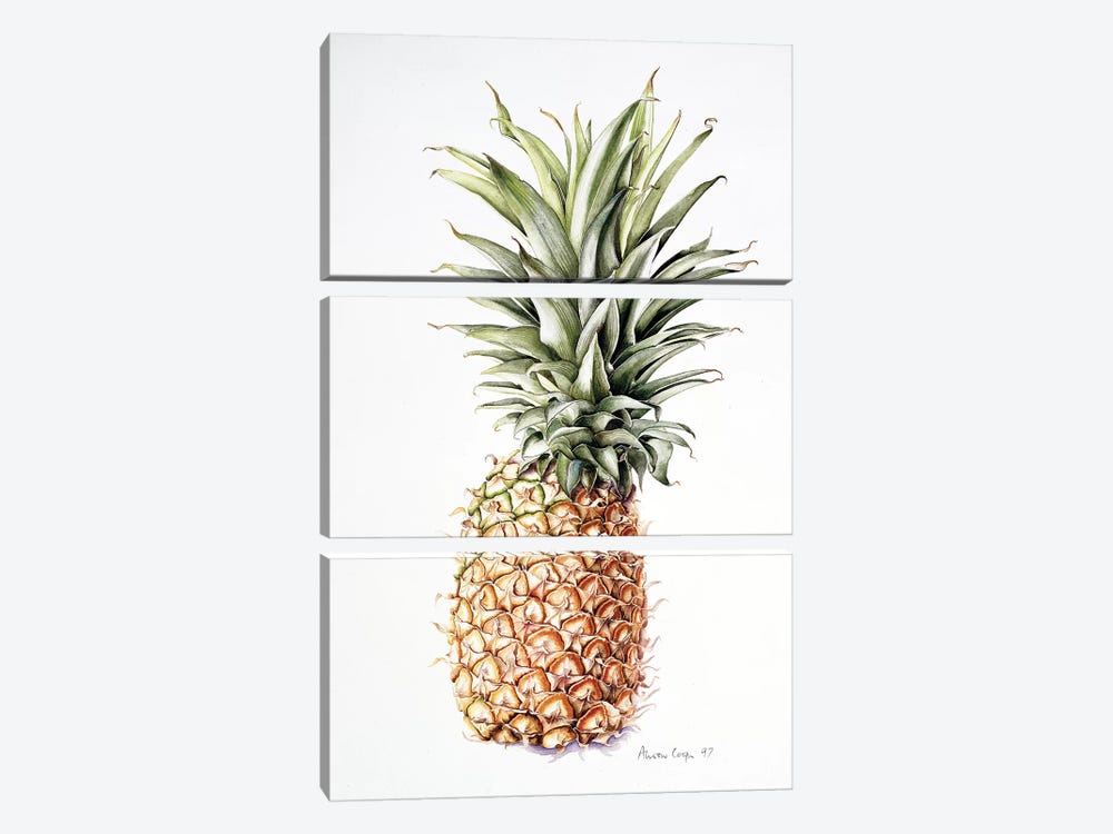 Pineapple, 1997  by Alison Cooper 3-piece Canvas Artwork