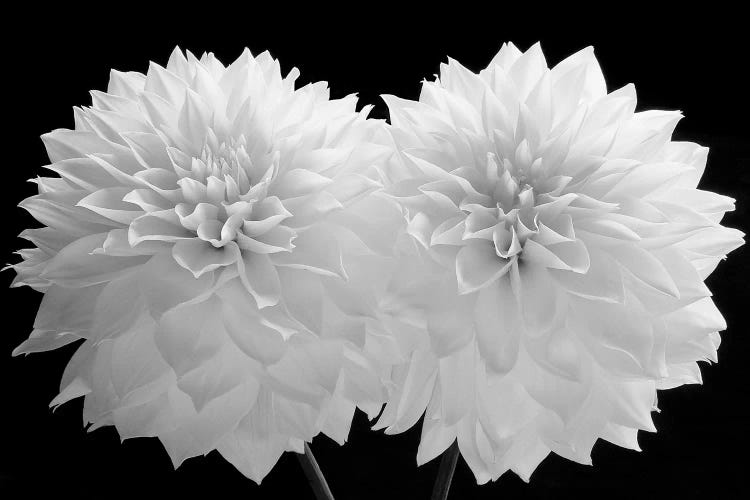 Dahlia Dramaticus, 2008 