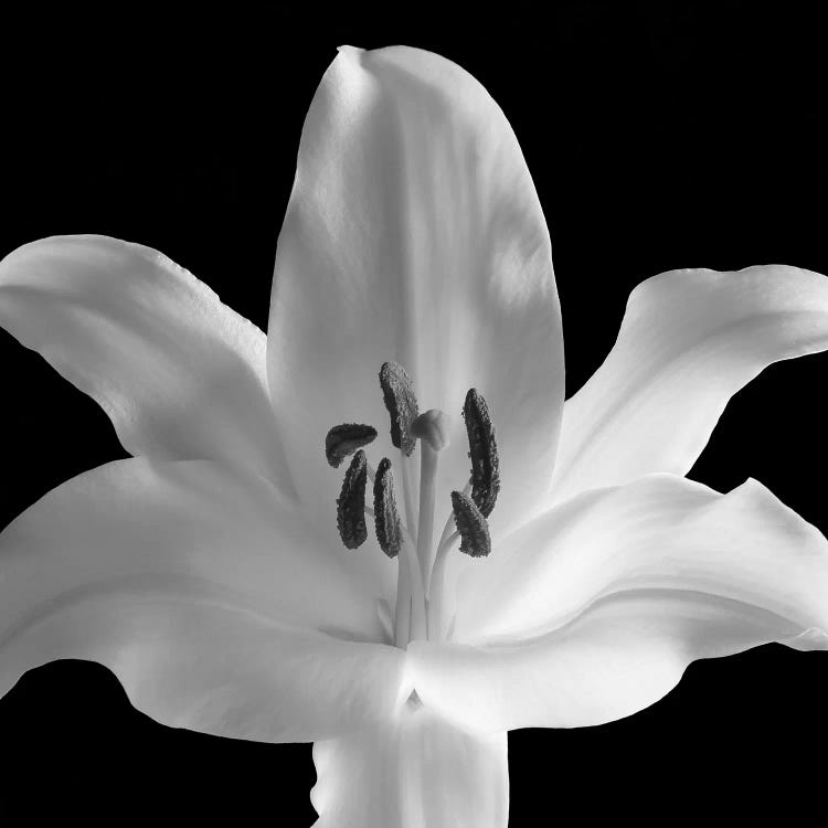 Silent Sensual Lilly, 2006 