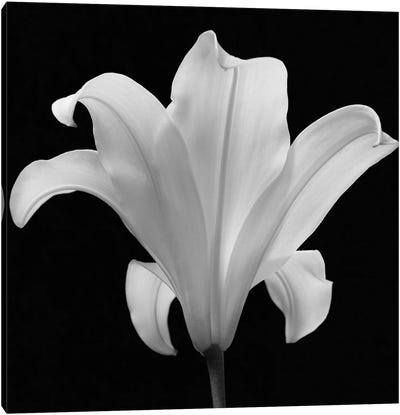 The Quiet Japanese Lilly, 2006  Canvas Art Print