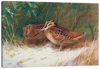 Woodcock in the Undergrowth Canvas Art Print