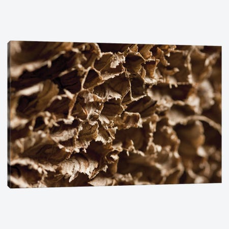 Wasp Nest III Canvas Print #BMN8436} by K.B. White Canvas Wall Art