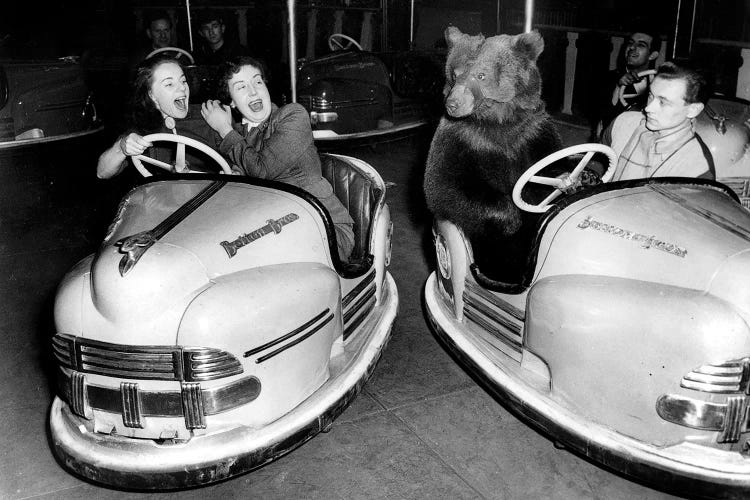 Brown Bear Of Bertram Mills Circus In Bumper Cars December 15, 1954