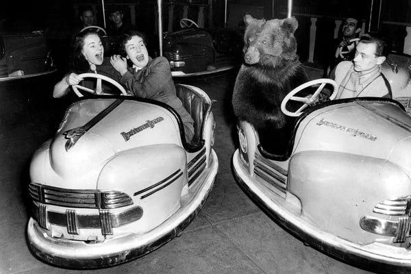 Brown Bears: Brown Bear Of Bertram Mills Circus In Bumper Cars December 15, 1954 by Rue Des Archives