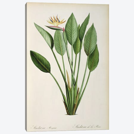 Strelitzia Reginae, from 'Les Strelitziaceae' Canvas Print #BMN850} by Pierre-Joseph Redouté Canvas Print
