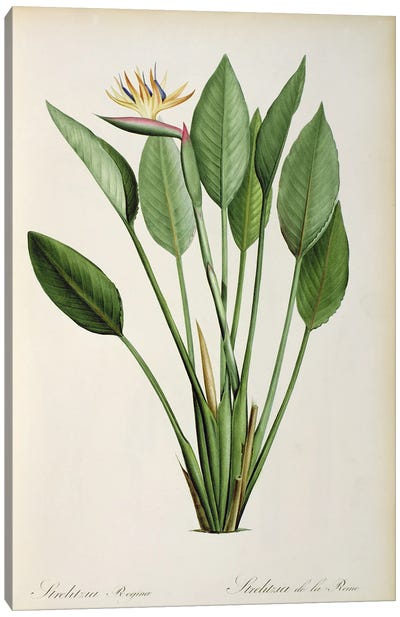 Strelitzia Reginae, from 'Les Strelitziaceae' Canvas Art Print