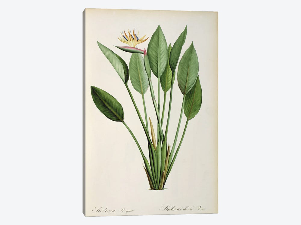 Strelitzia Reginae, from 'Les Strelitziaceae' by Pierre-Joseph Redouté 1-piece Canvas Print