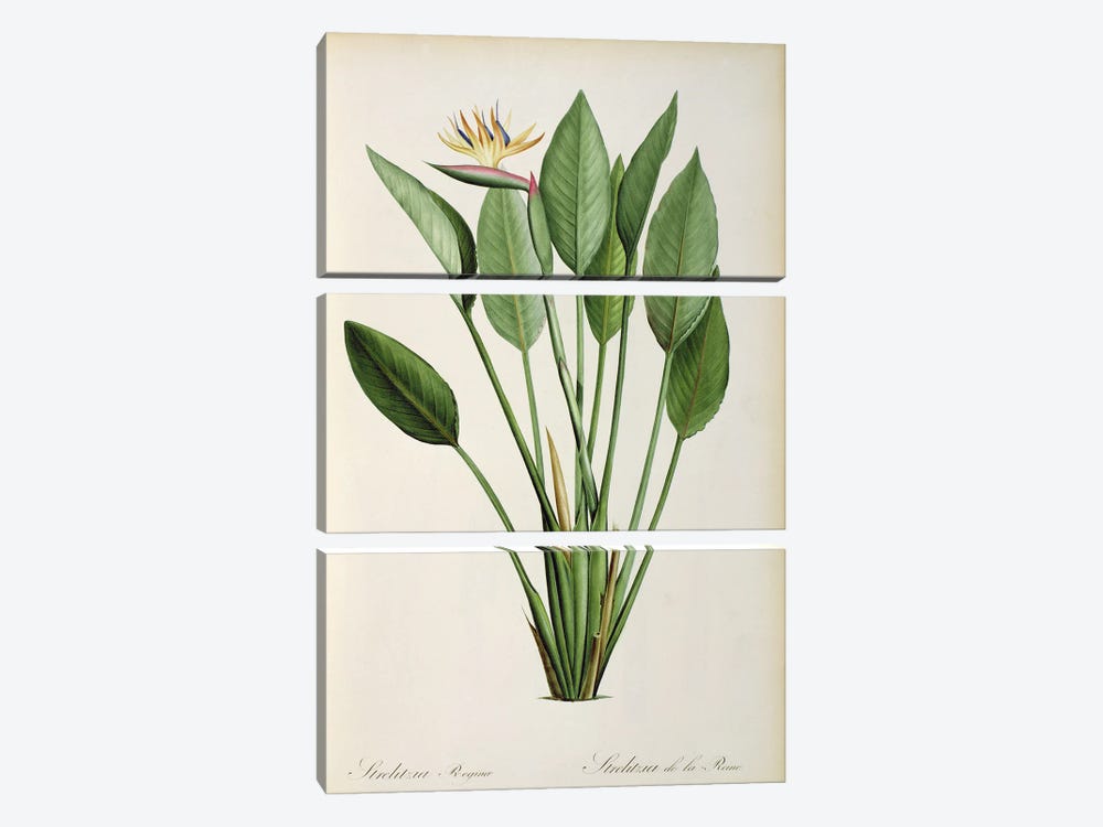 Strelitzia Reginae, from 'Les Strelitziaceae' by Pierre-Joseph Redouté 3-piece Canvas Art Print