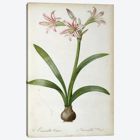 Amaryllis Vittata, from `Les Liliacees' by Pierre Redoute, 8 volumes, published 1805-16 Canvas Print #BMN851} by Pierre-Joseph Redouté Canvas Art Print