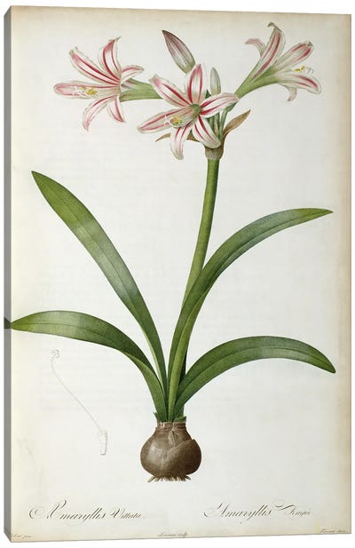 Amaryllis Vittata, from `Les Liliacees' by Pierre Redoute, 8 volumes, published 1805-16 Canvas Art Print - Amaryllis