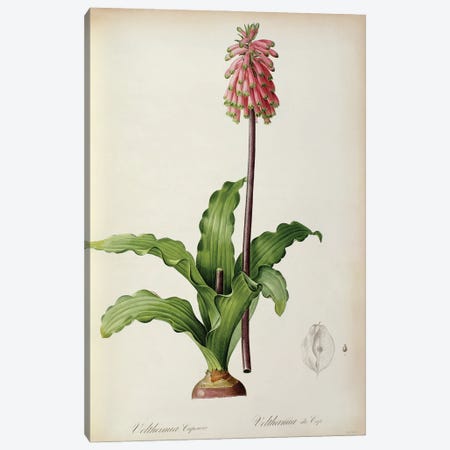 Veltheimia Capensis, from `Les Liliacees', c.1805  Canvas Print #BMN854} by Pierre-Joseph Redouté Canvas Artwork