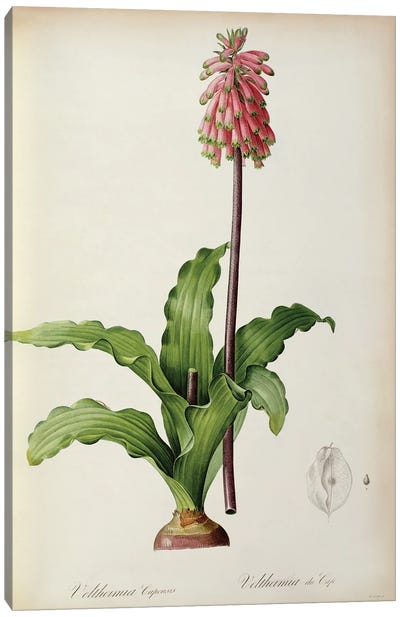 Veltheimia Capensis, from `Les Liliacees', c.1805  Canvas Art Print