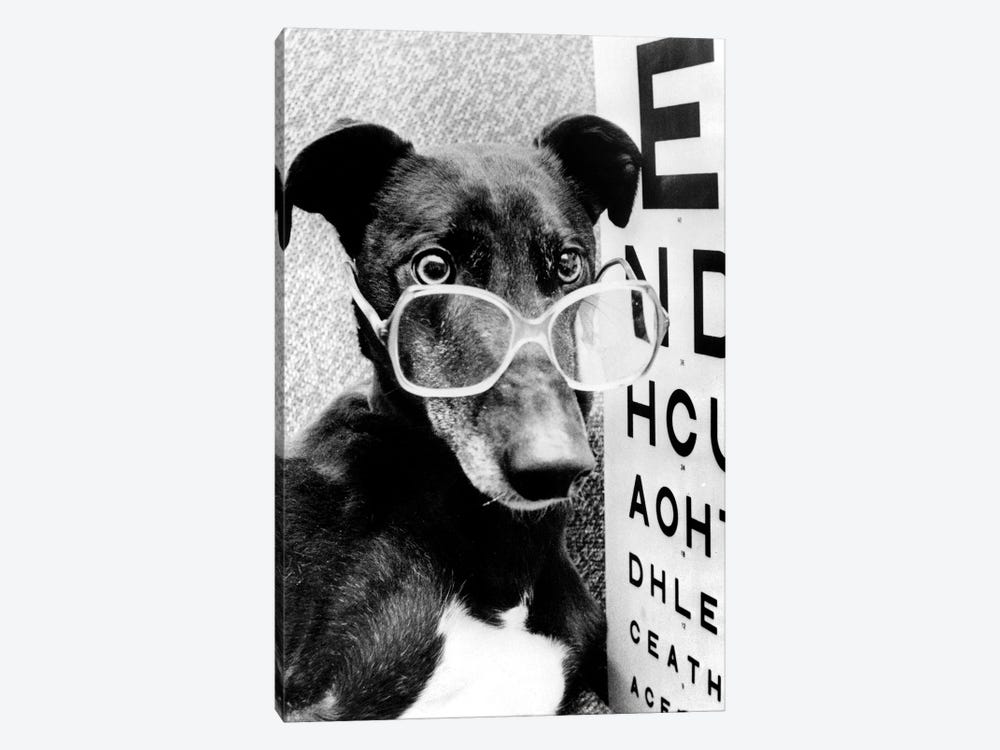 Greyhound Wearing Glasses February 1987 by Rue Des Archives 1-piece Canvas Wall Art