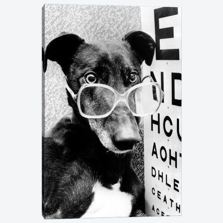 Greyhound Wearing Glasses February 1987 Canvas Print #BMN8568} by Rue Des Archives Art Print
