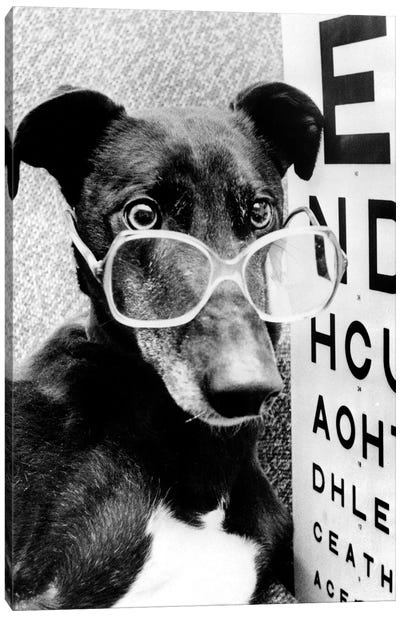 Greyhound Wearing Glasses February 1987 Canvas Art Print - Rue Des Archives
