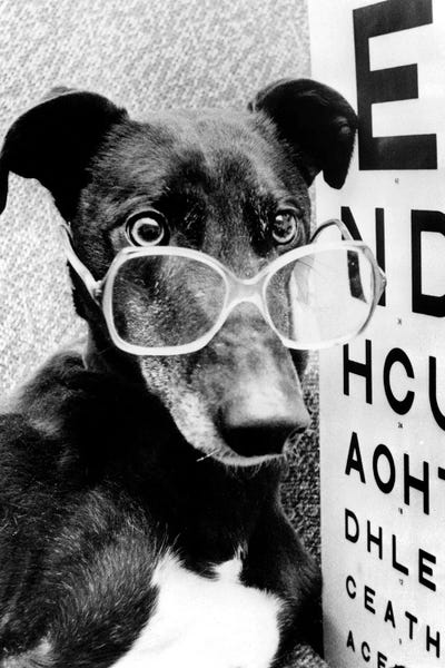 Greyhounds: Greyhound Wearing Glasses February 1987 by Rue Des Archives