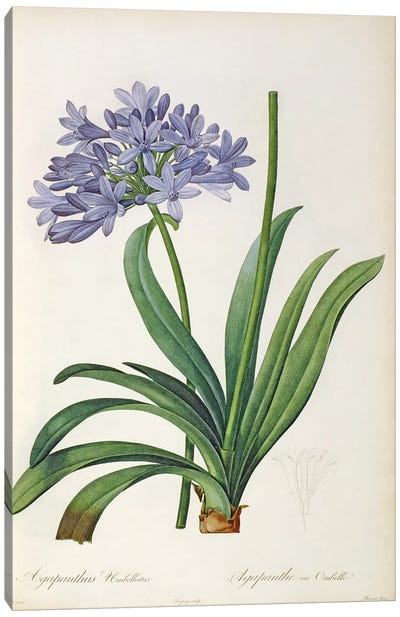 Agapanthus umbrellatus, from `Les Liliacees' by Pierre Redoute, 8 volumes, published 1805-16 Canvas Art Print