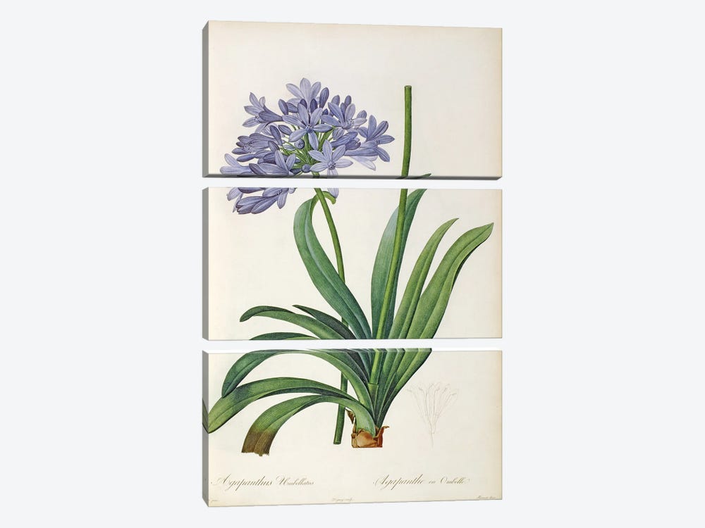 Agapanthus umbrellatus, from `Les Liliacees' by Pierre Redoute, 8 volumes, published 1805-16 3-piece Canvas Print