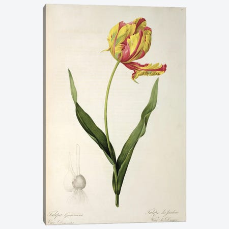 Tulipa gesneriana dracontia, from 'Les Liliacees', 1816  Canvas Print #BMN857} by Pierre-Joseph Redouté Canvas Artwork
