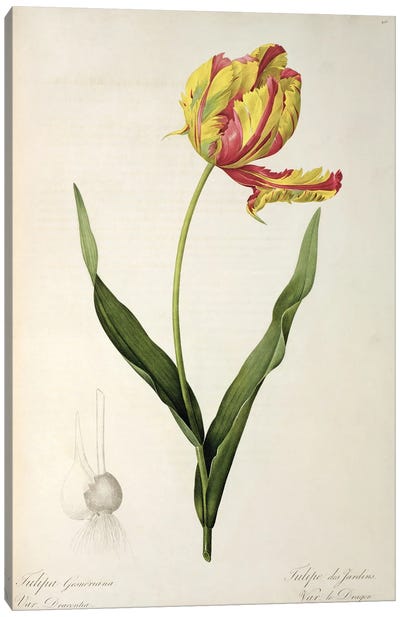 Tulipa gesneriana dracontia, from 'Les Liliacees', 1816  Canvas Art Print
