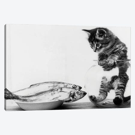 Kitten in an aquarium looking at fishes in a plate, June 26, 1972 Canvas Print #BMN8586} by Rue Des Archives Canvas Wall Art