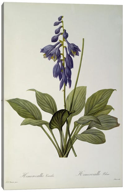 Hemerocallis Caerulea, from `Les Liliacees', 1806  Canvas Art Print