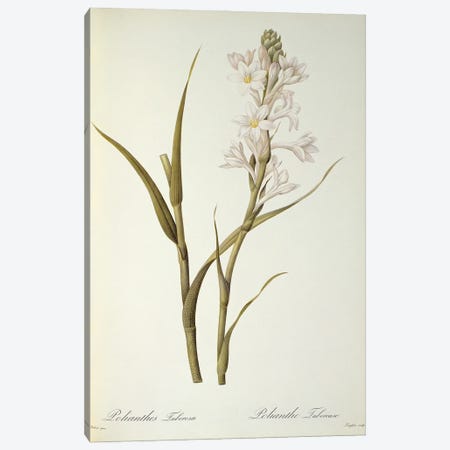 Polianthes Tuberosa, from `Les Liliacees', 1806  Canvas Print #BMN861} by Pierre-Joseph Redouté Canvas Artwork