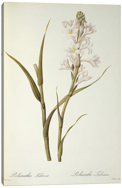 Polianthes Tuberosa, from `Les Liliacees', 1806  Canvas Art Print - Serene Green
