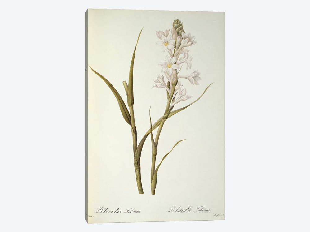 Polianthes Tuberosa, from `Les Liliacees', 1806  1-piece Canvas Print